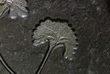 Museum-Quality Pyrite-Replaced Crinoid Plate - Germany #380362-6